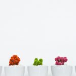 assorted-colored cactus