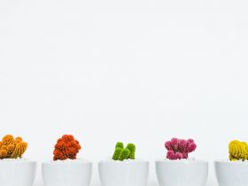 assorted-colored cactus