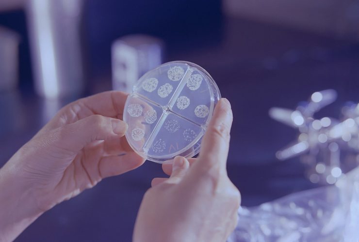 a person holding a round object in their hands