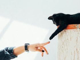 woman and cat joining hands