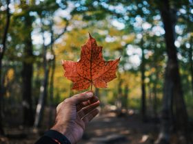 person holding maple leaf