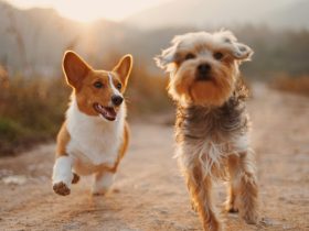 two brown and white dogs running dirt road during daytime